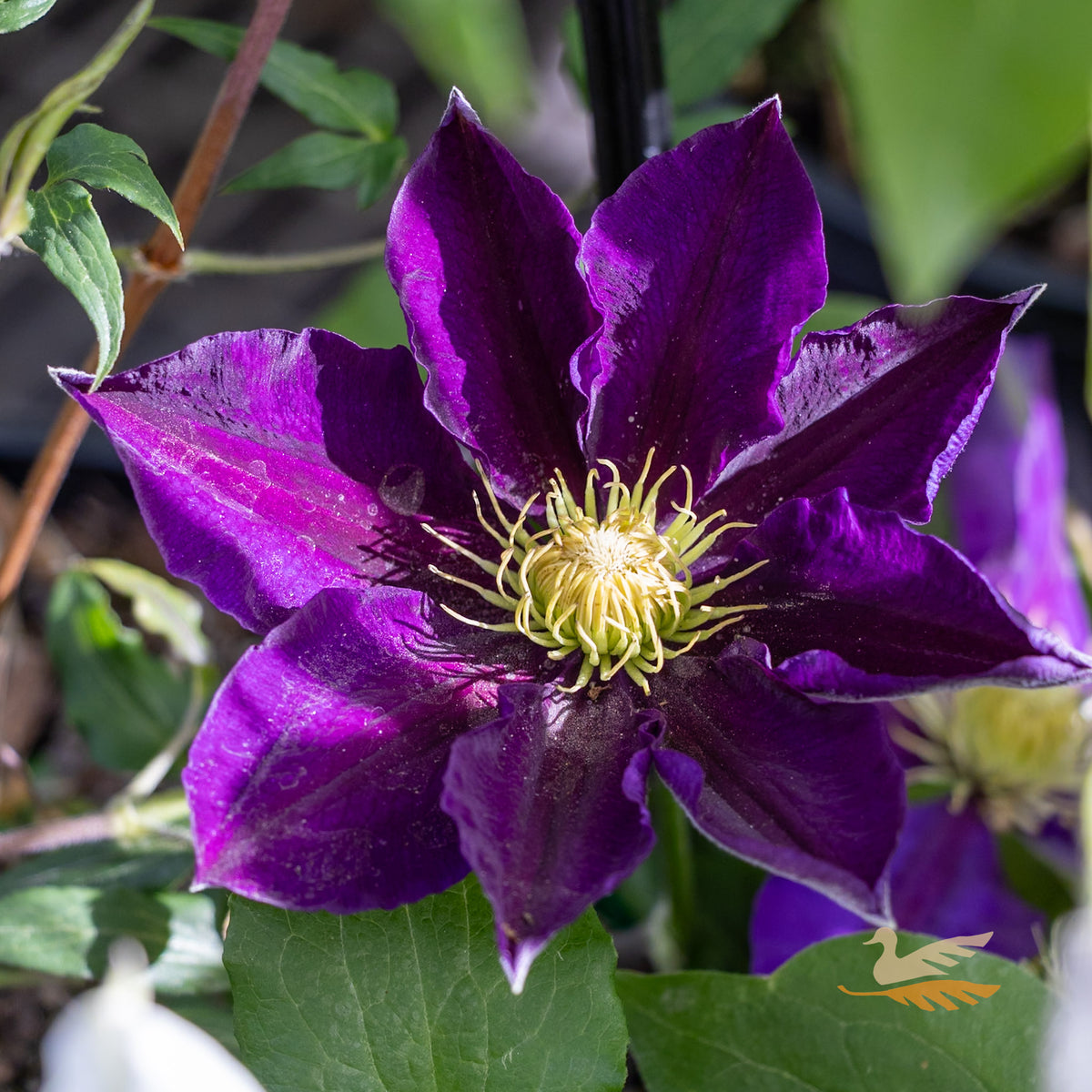 Clematis The Vagabond - 20cm Pot