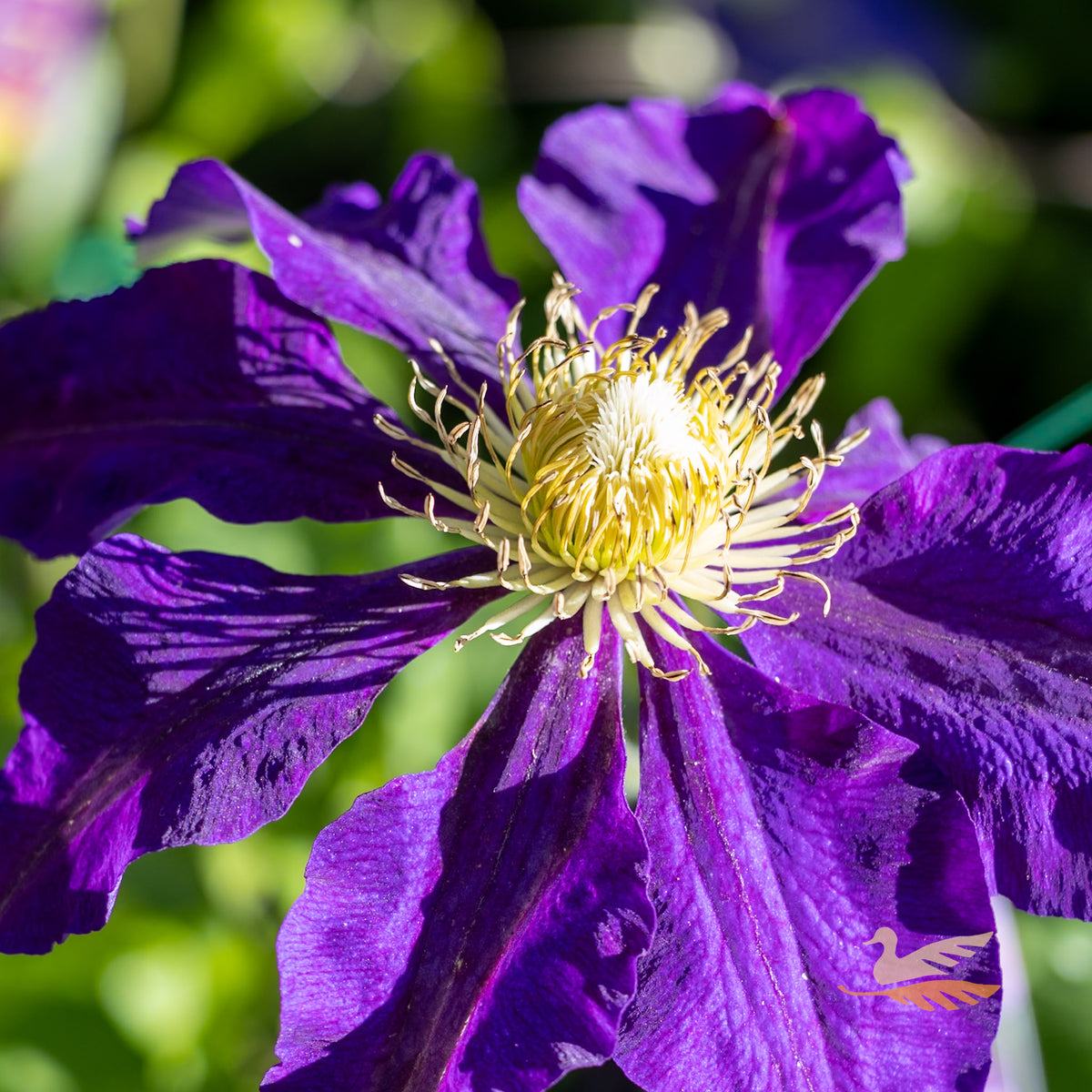 Clematis The Vagabond - 20cm Pot
