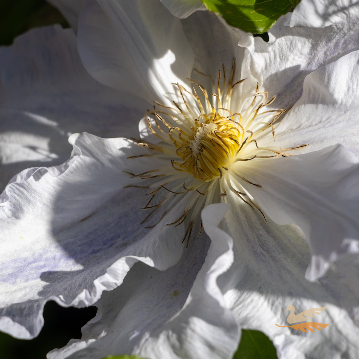 Clematis Veronica’s Choice - 20cm Pot
