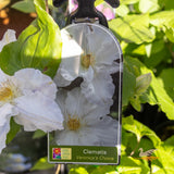 Clematis Veronica’s Choice - 20cm Pot