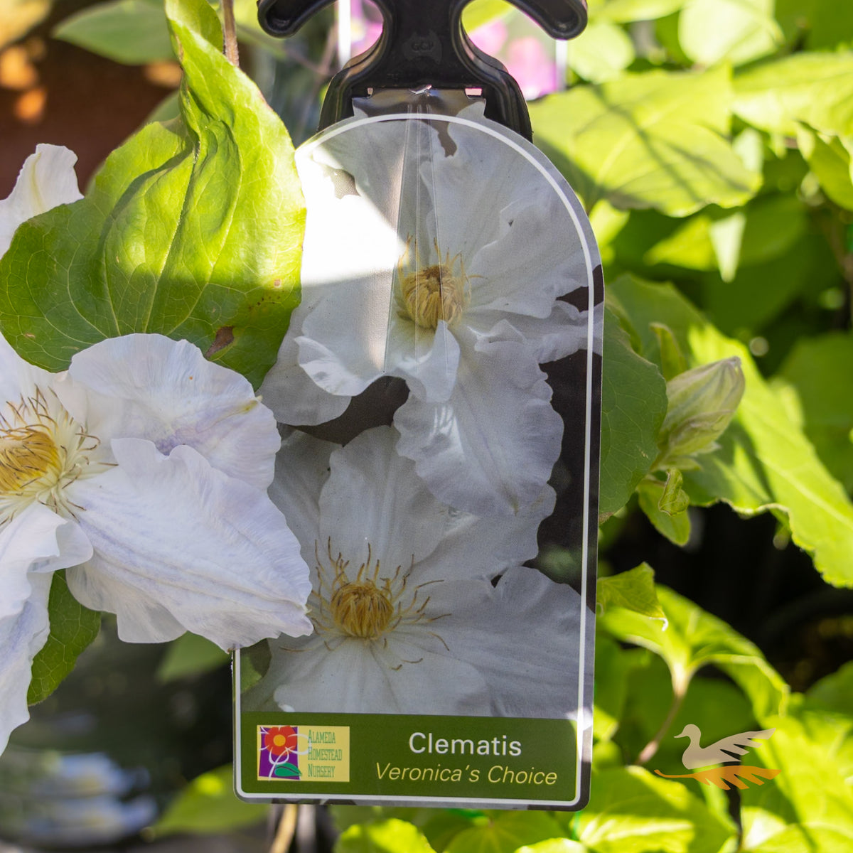 Clematis Veronica’s Choice - 20cm Pot