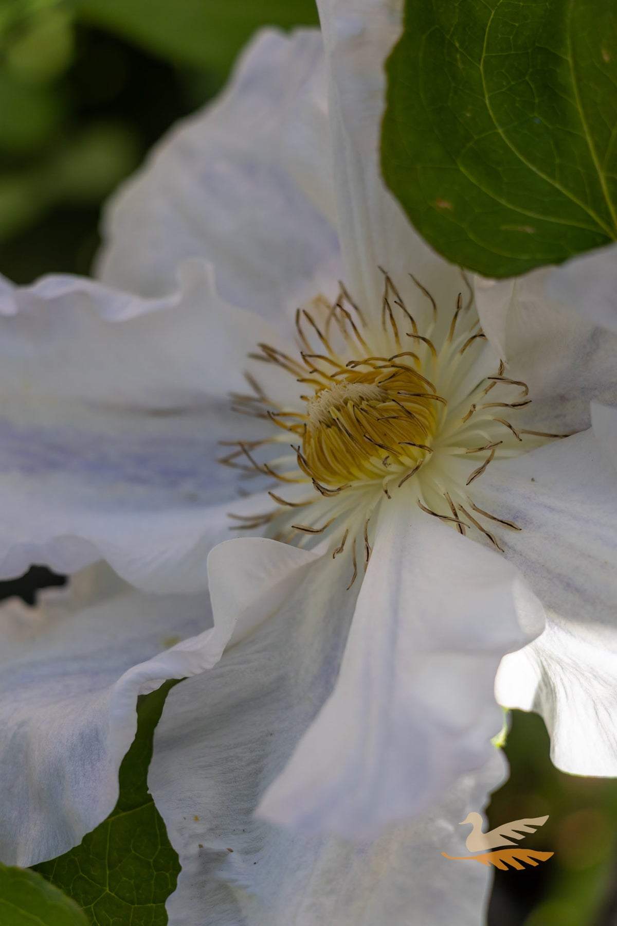Clematis Veronica’s Choice - 20cm Pot