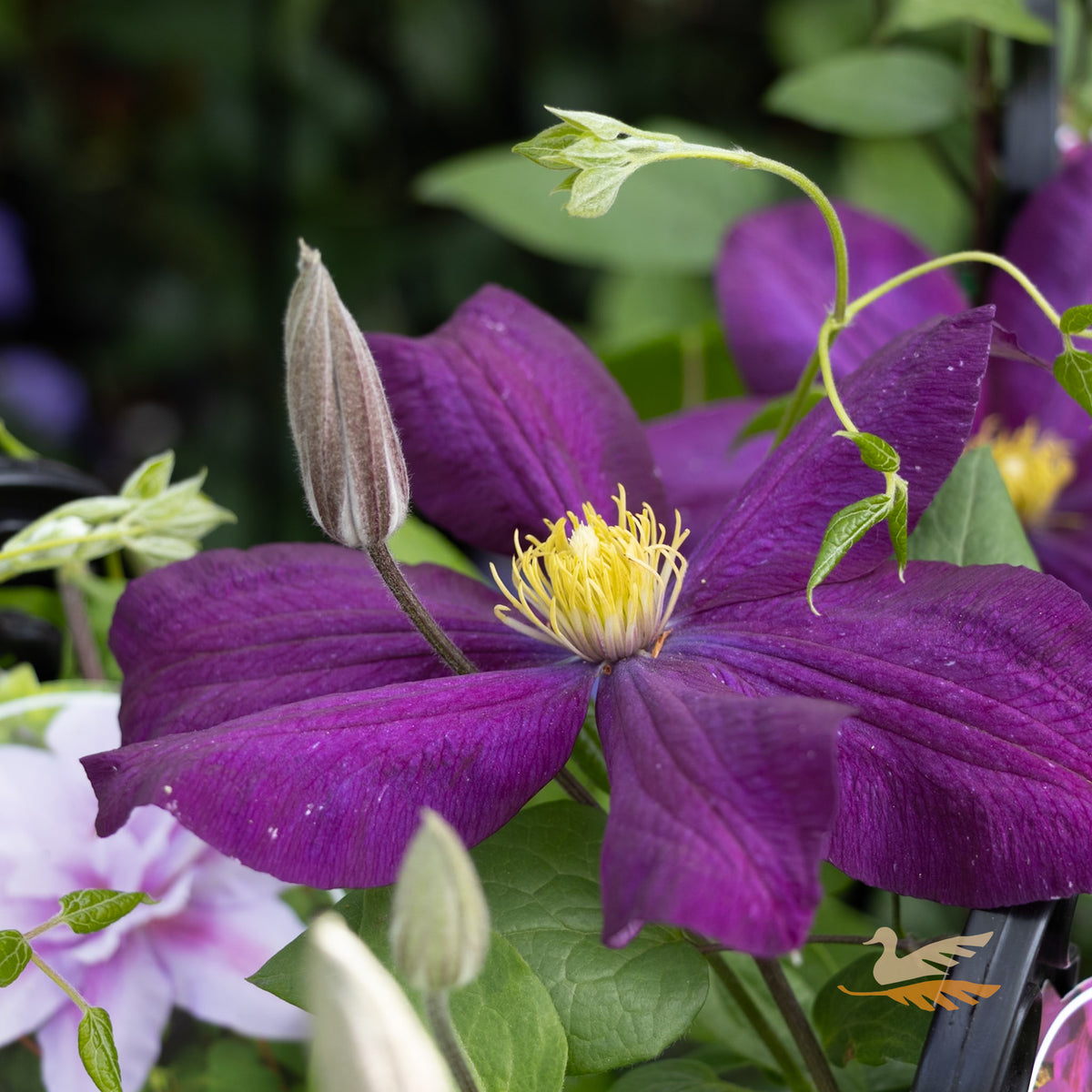 Clematis Voluceau - 20cm Pot