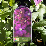 Clematis Voluceau - 20cm Pot