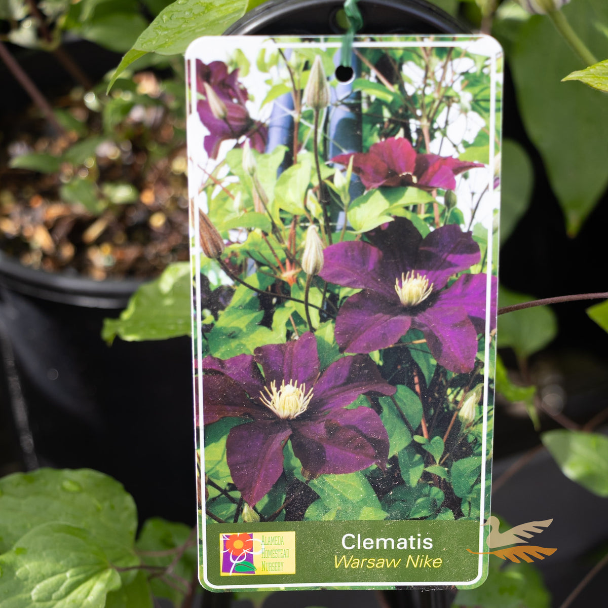 Clematis Warsaw Nike - 20cm Pot