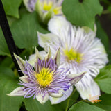 Clematis Crystal Fountain - 20cm Pot