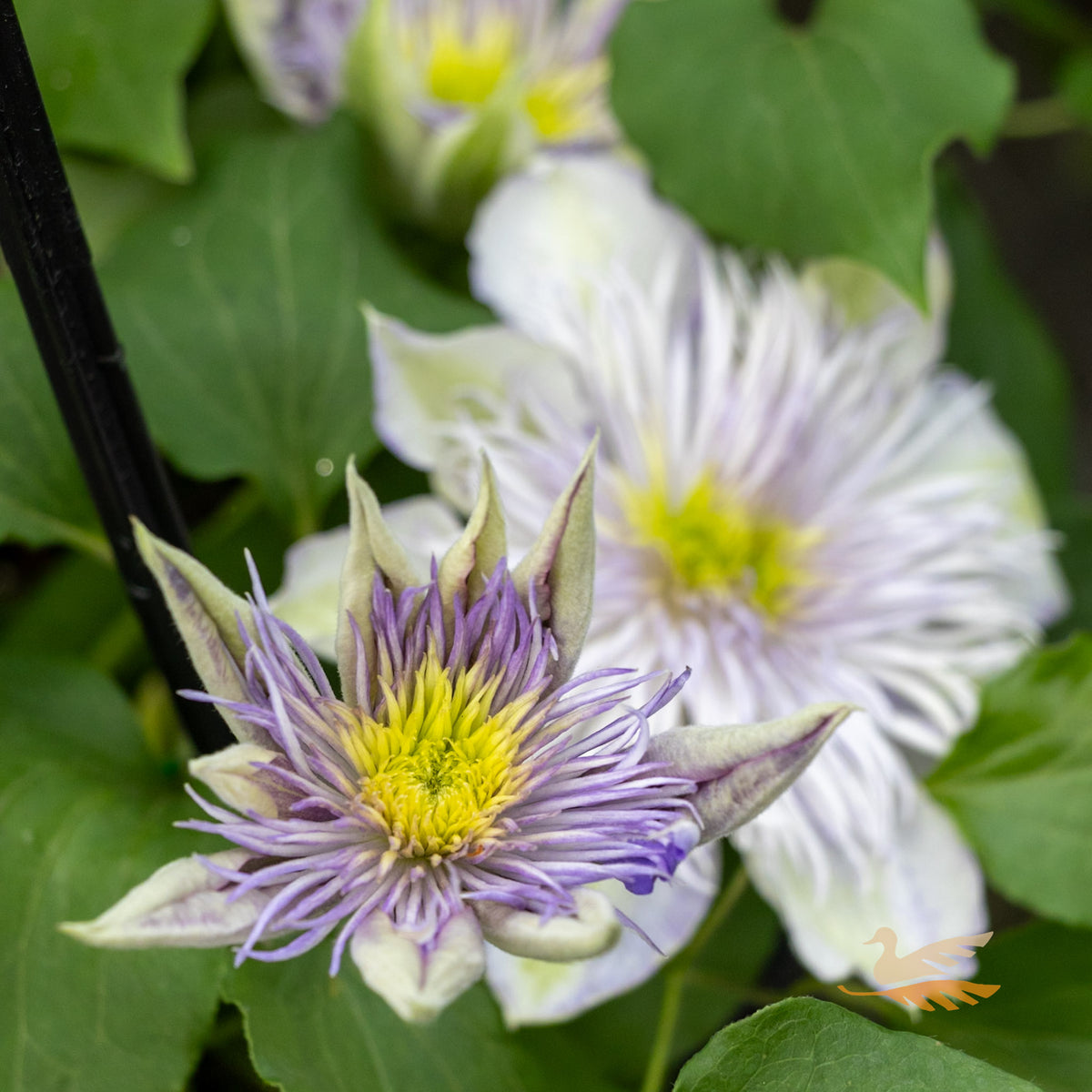 Clematis Crystal Fountain - 20cm Pot