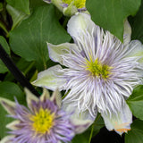Clematis Crystal Fountain - 20cm Pot