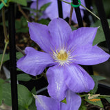 Clematis Ken Donson - 20cm Pot