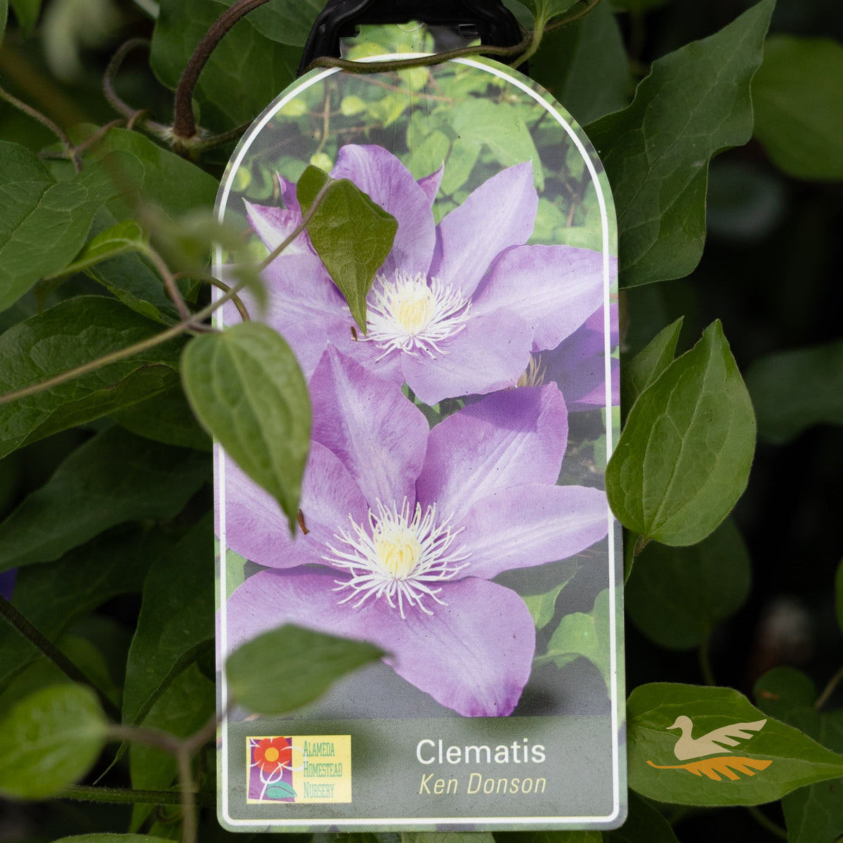 Clematis Ken Donson - 20cm Pot