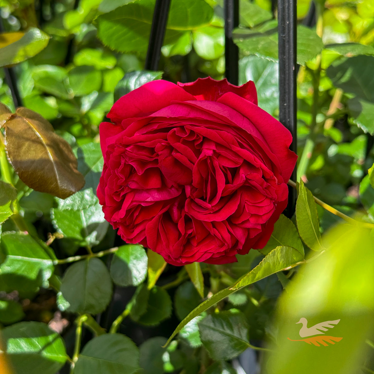 Climbing Rose Pierre De Ronsard Red - 20cm Pot