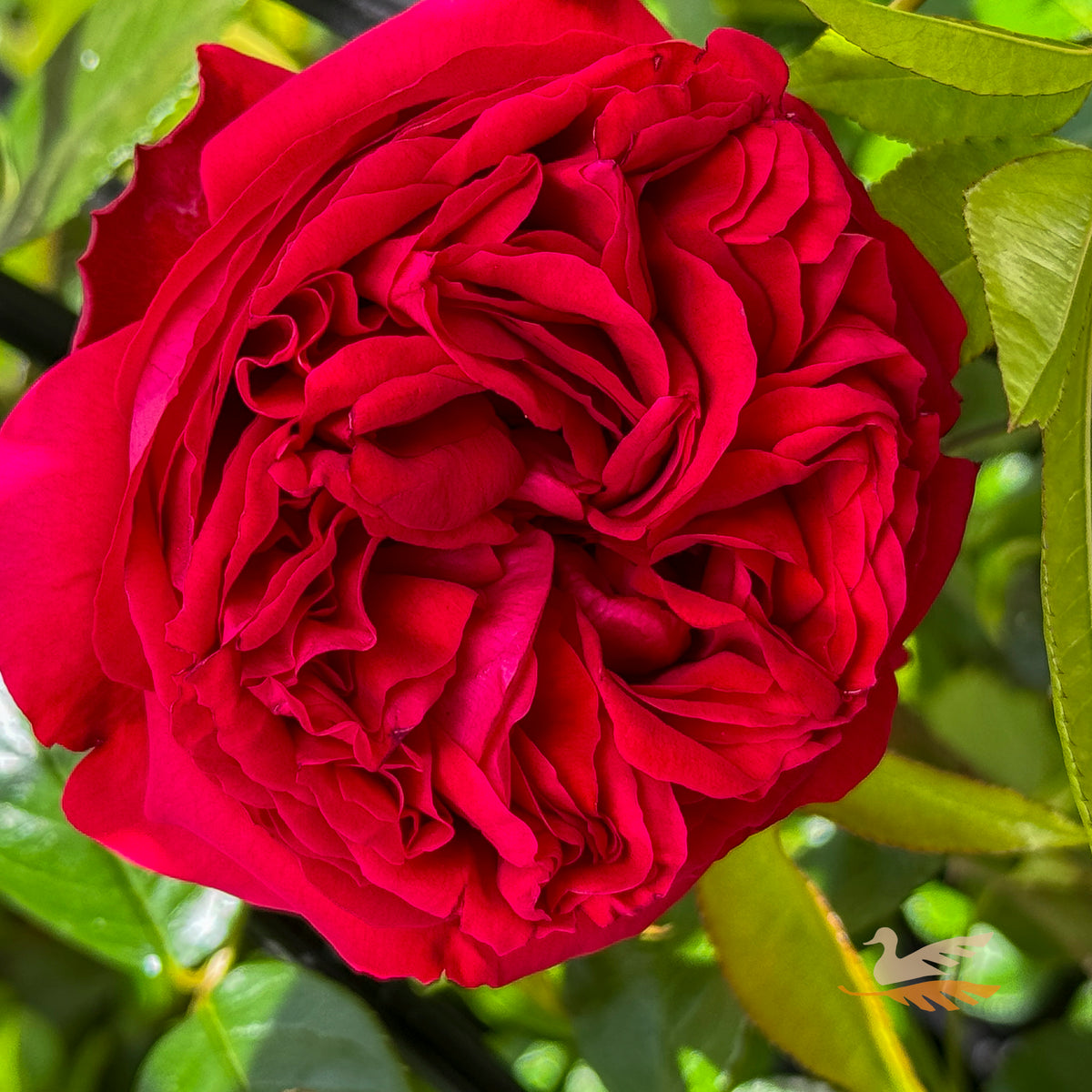Climbing Rose Pierre De Ronsard Red - 20cm Pot