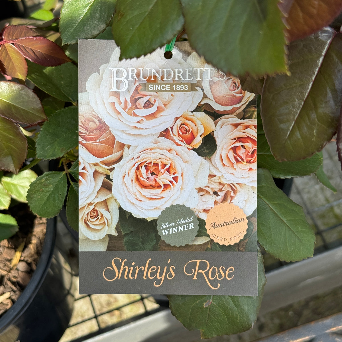 Bush Rose Shirley's Rose - 20cm Pot