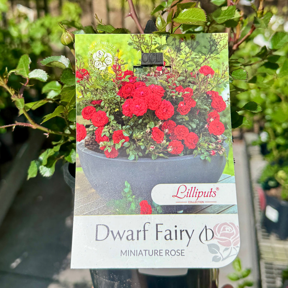 Bush Rose Fairy - 14cm Pot