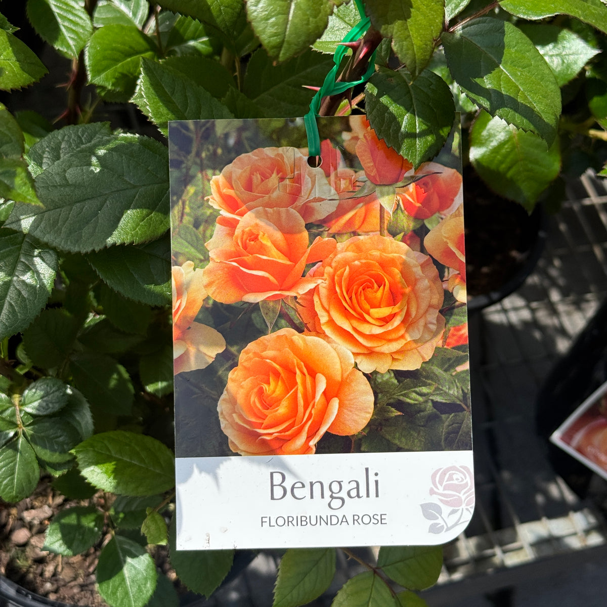 Bush Rose Bengali - 20cm Pot