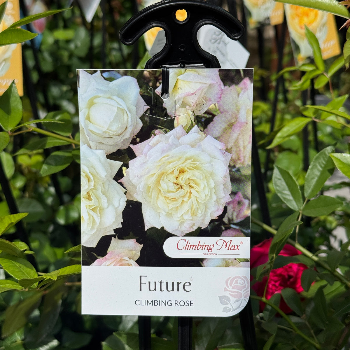 Climbing Rose Future - 20cm Pot