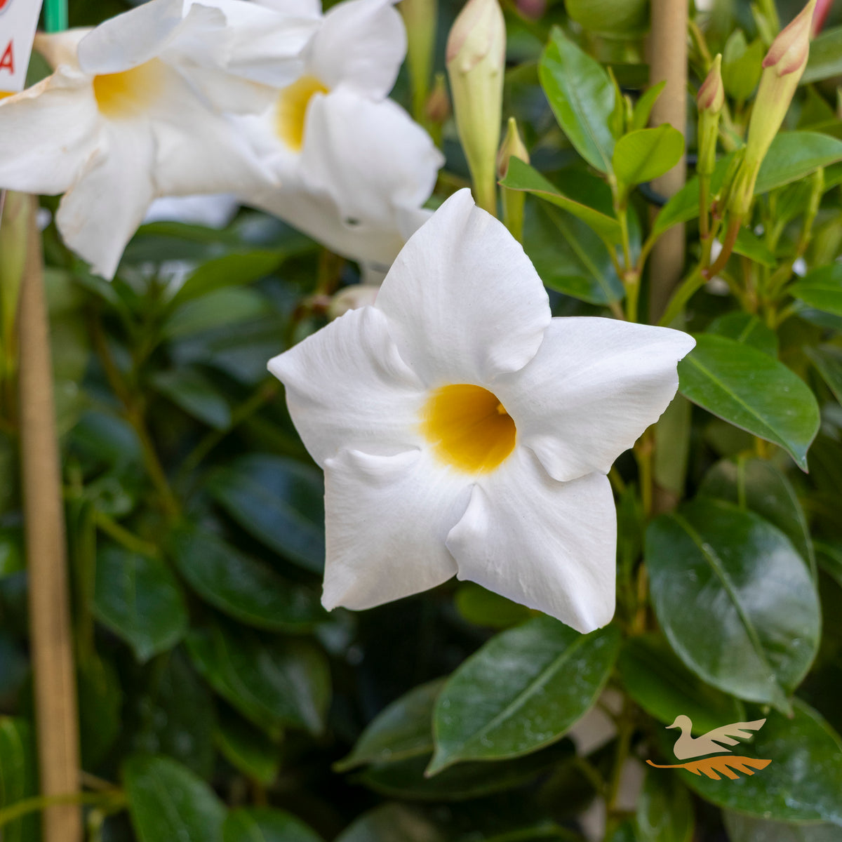 Mandevilla Aloha Bright White - 17cm Pot