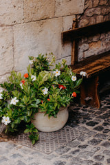 Mandevilla Aloha Bright White - 17cm Pot