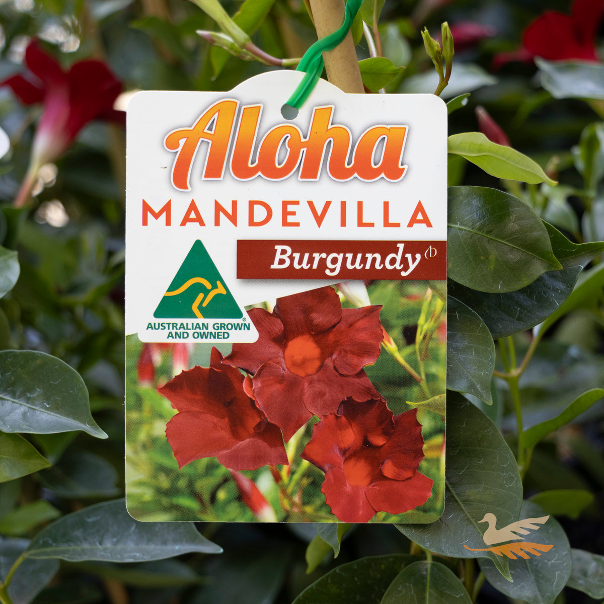 Mandevilla Aloha Burgundy - 17cm Pot