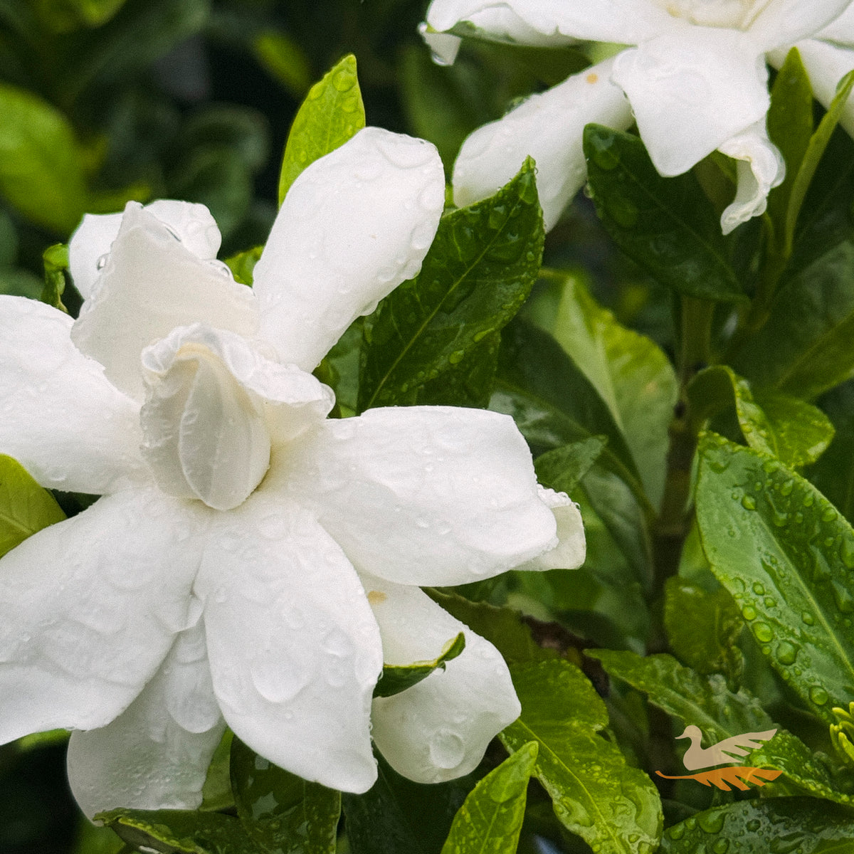 Gardenia Florida - 20cm Pot