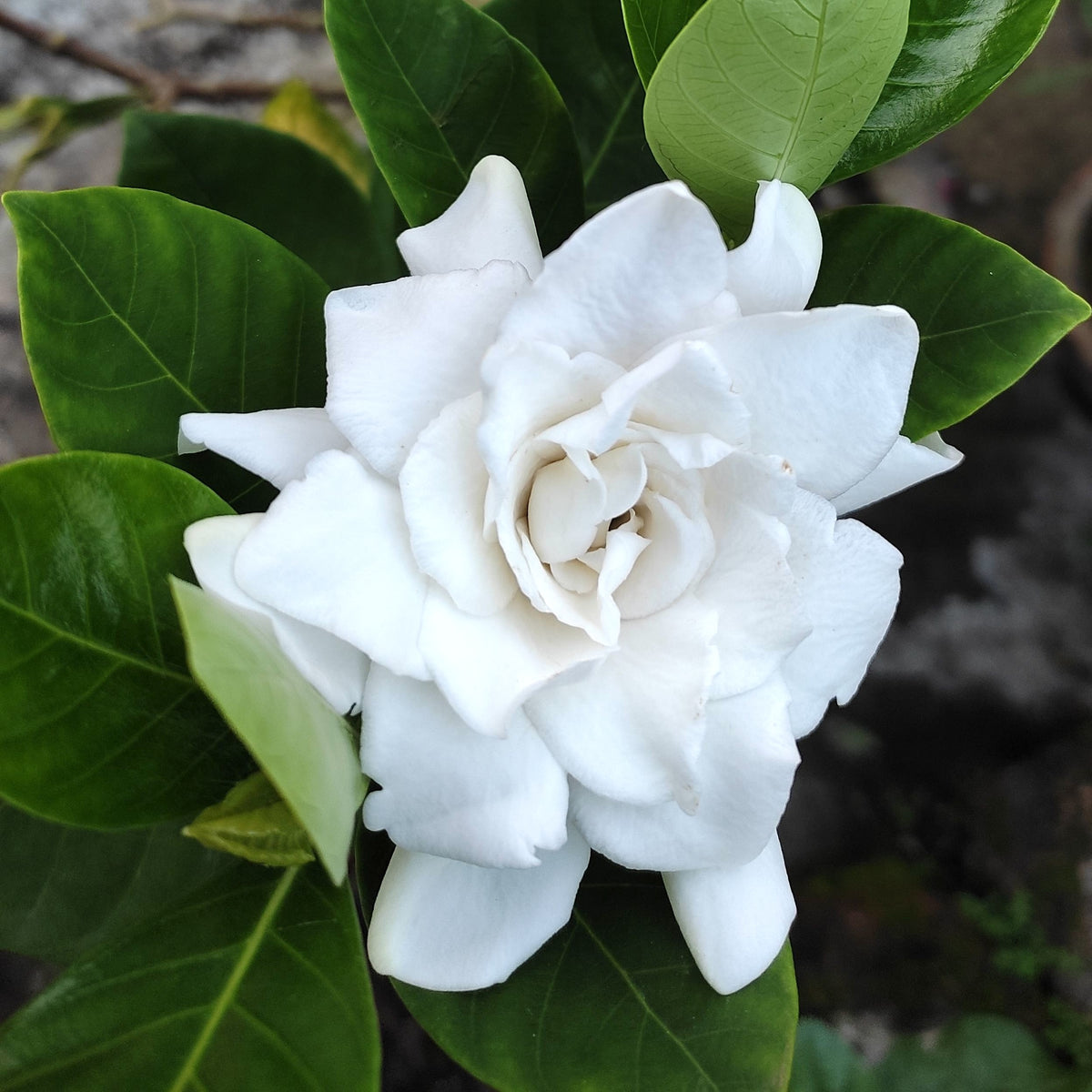 Gardenia Aimee Yoshiba - 25cm Pot