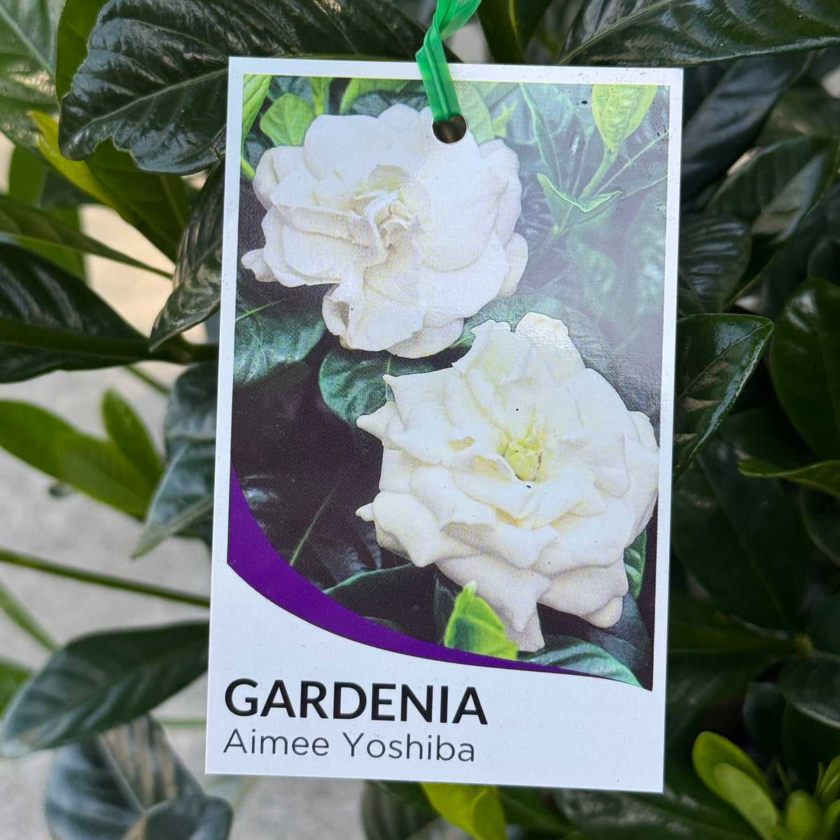 Gardenia Aimee Yoshiba - 25cm Pot
