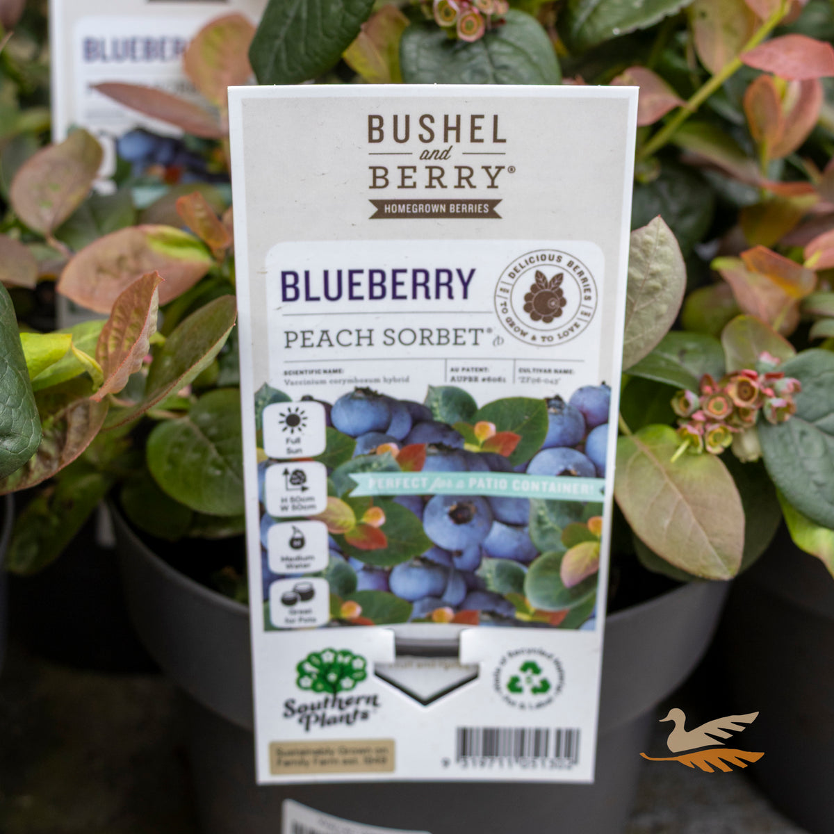 Blueberry Peach Sorbet - 18cm Pot