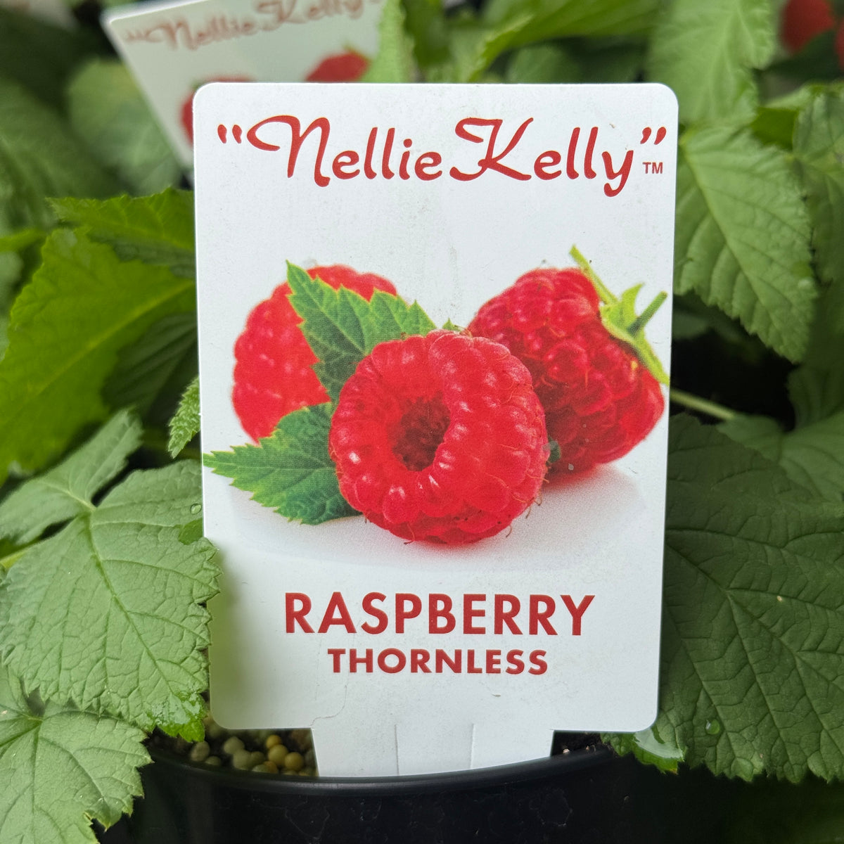 Raspberry Tulameen - 12cm Pot
