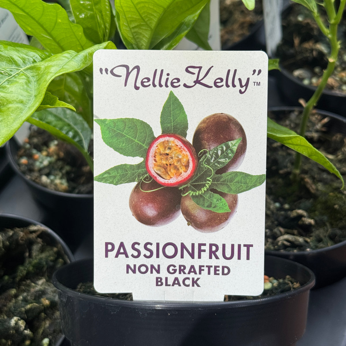 Passionfruit Black - 12cm Pot