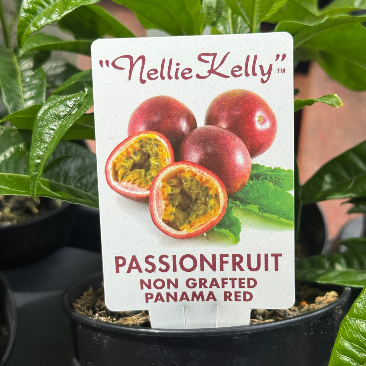 Passionfruit Panama Red - 12cm Pot