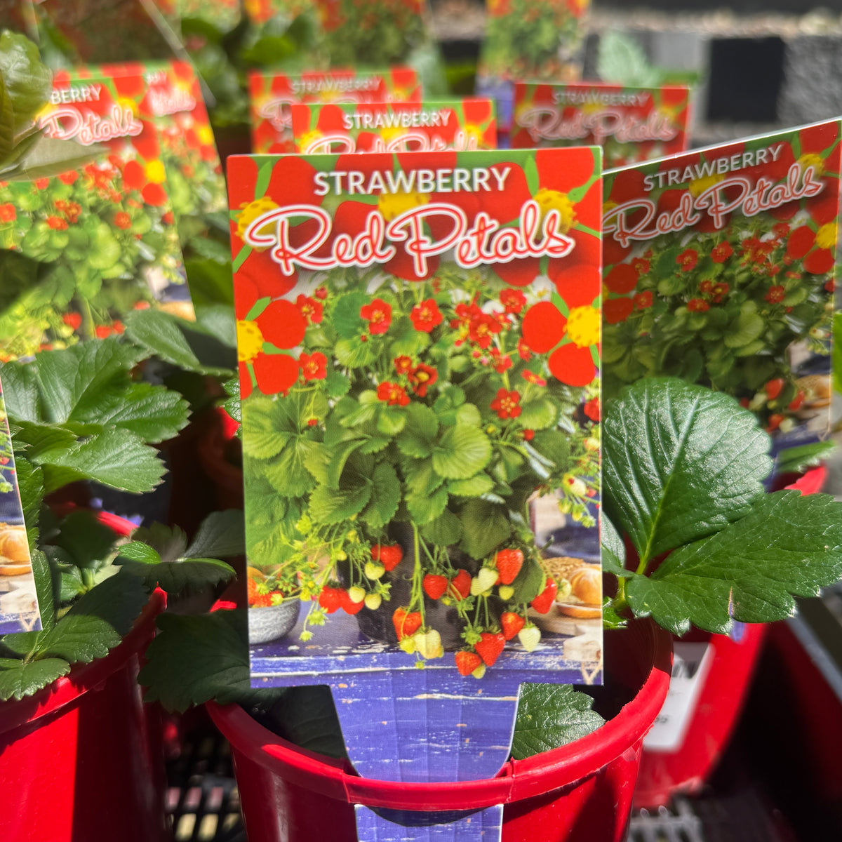 Strawberry Red Petals - 10cm Pot