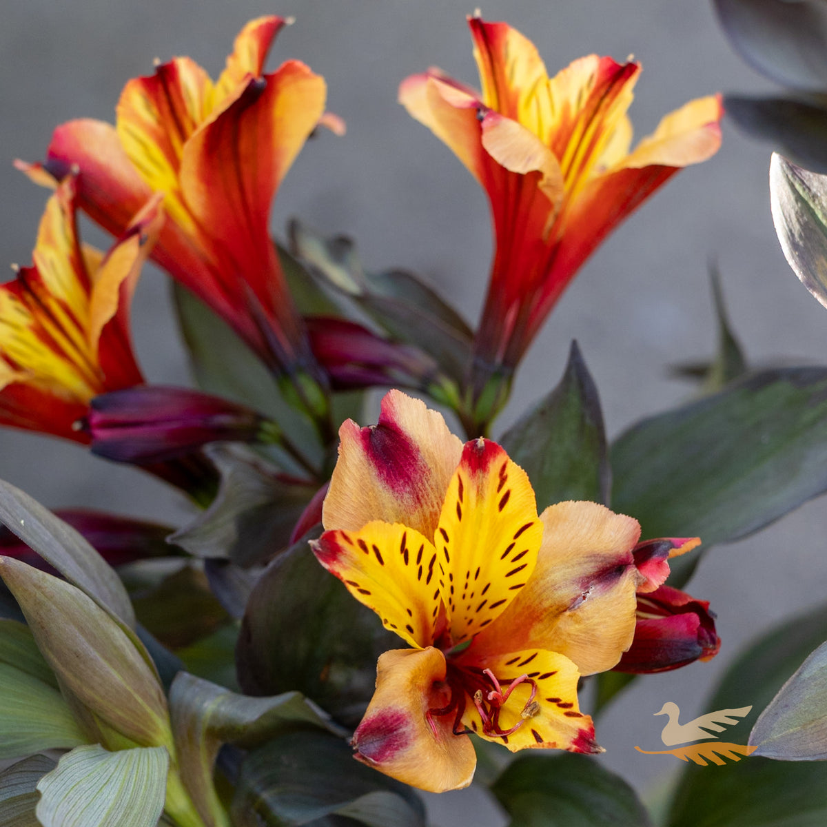 Alstroemeria Indian Summer - 18cm Pot