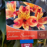 Alstroemeria Indian Summer - 18cm Pot