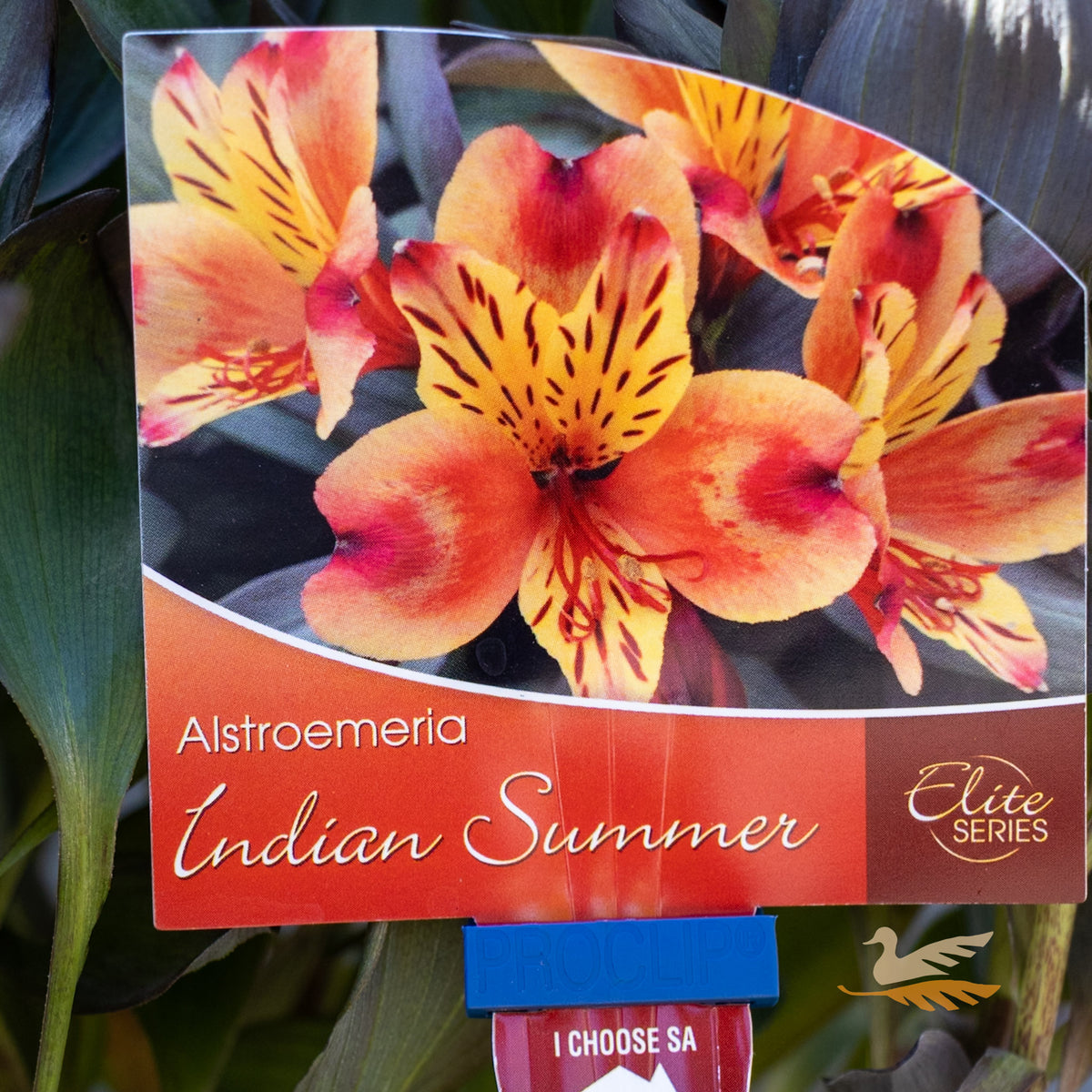 Alstroemeria Indian Summer - 18cm Pot
