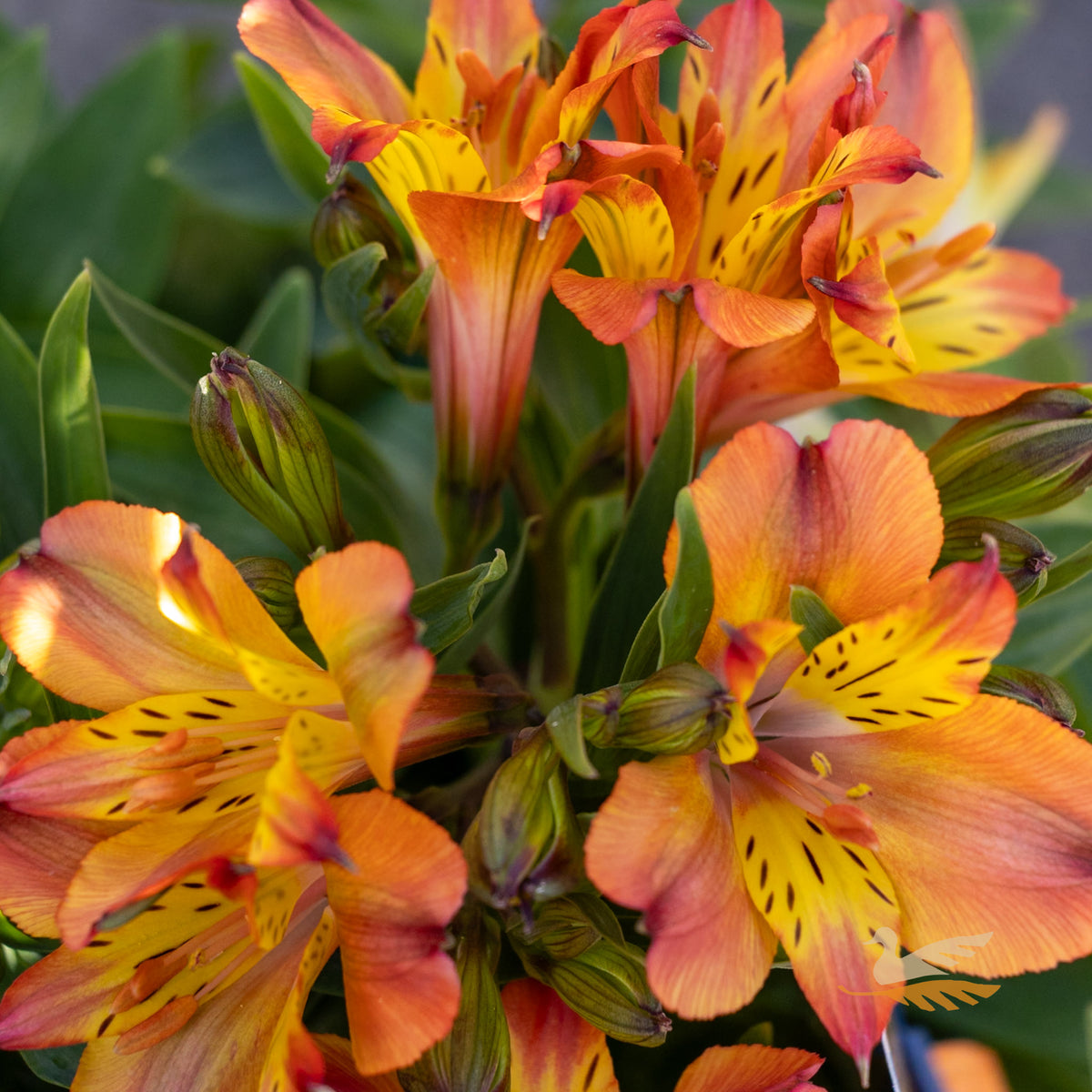 Alstroemeria Elite Mango - 18cm Pot