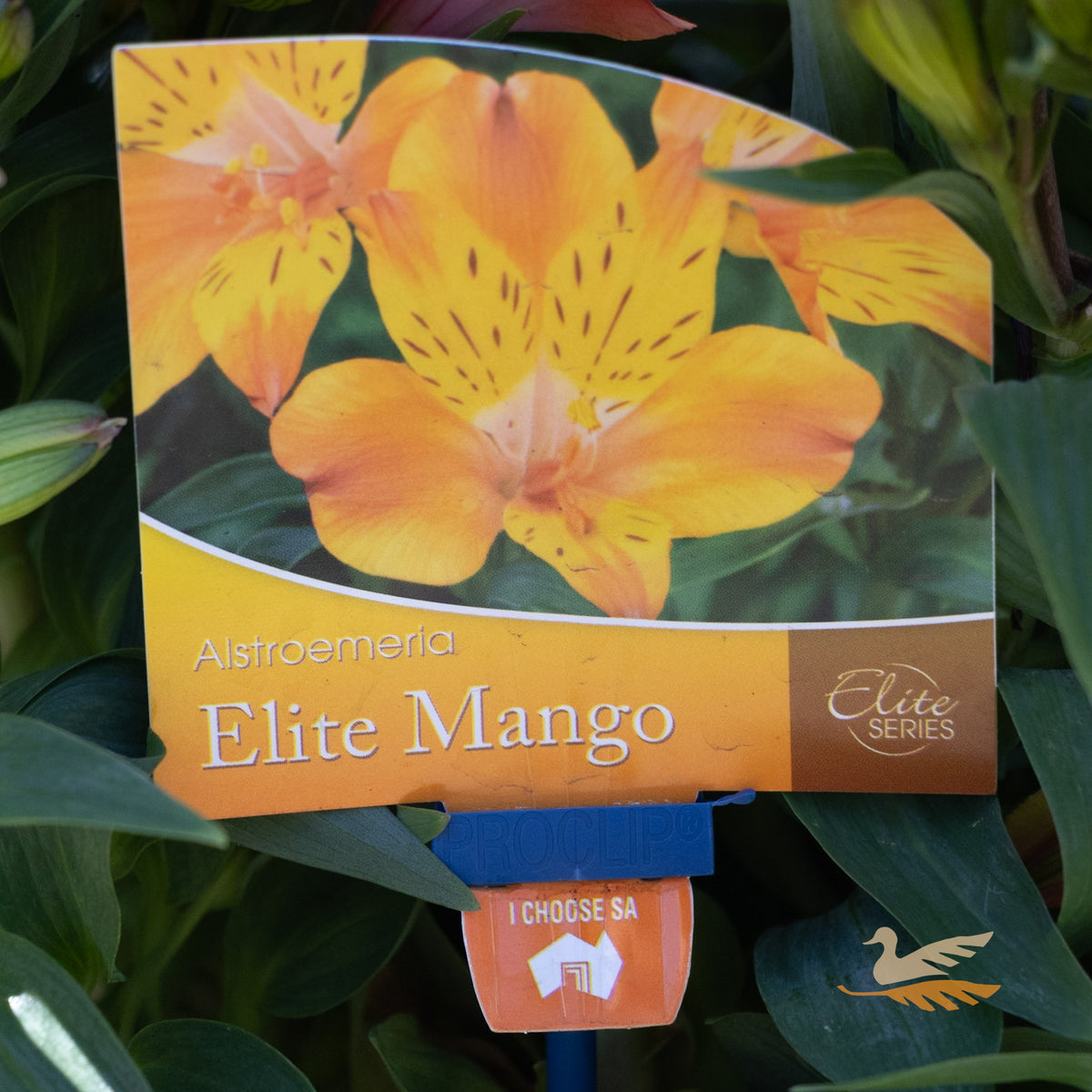 Alstroemeria Elite Mango - 18cm Pot