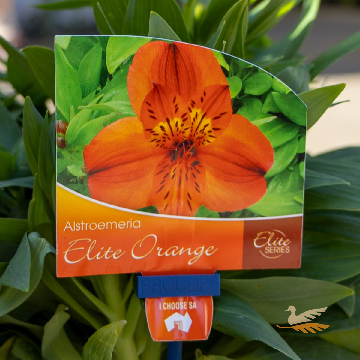 Alstroemeria Elite Orange - 18cm Pot