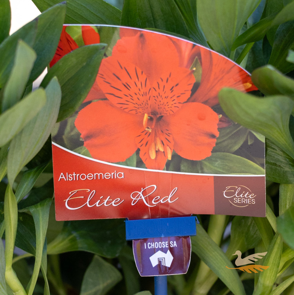Alstroemeria Elite Red - 18cm Pot