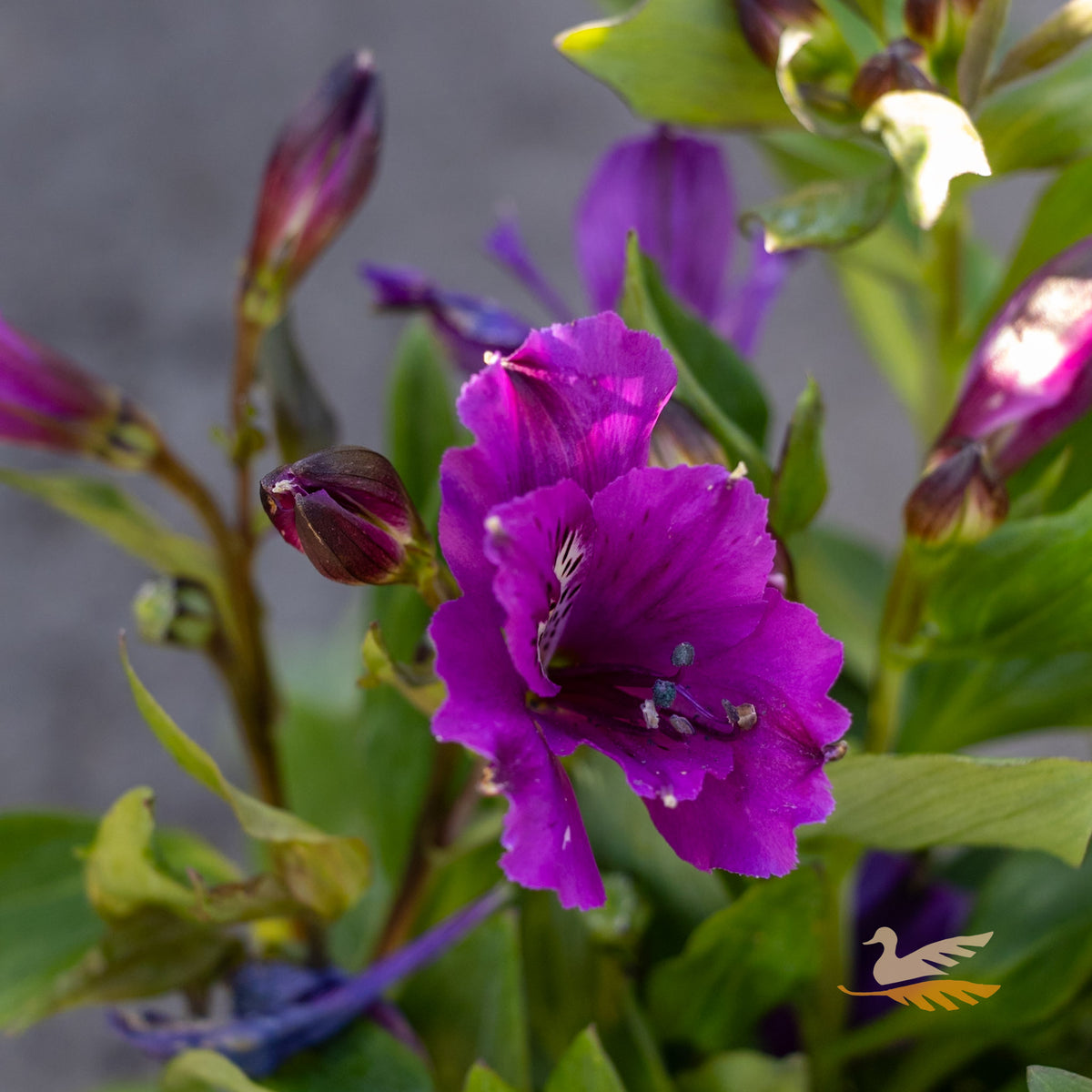 Alstroemeria Elite Indigo - 18cm Pot