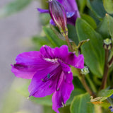 Alstroemeria Elite Indigo - 18cm Pot