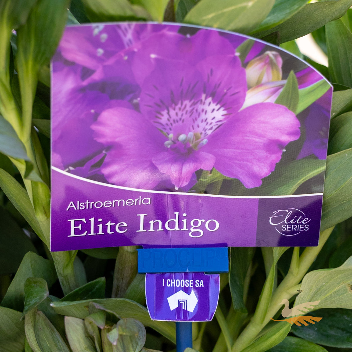 Alstroemeria Elite Indigo - 18cm Pot