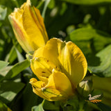 Alstroemeria Elite Yellow - 18cm Pot