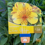 Alstroemeria Elite Yellow - 18cm Pot