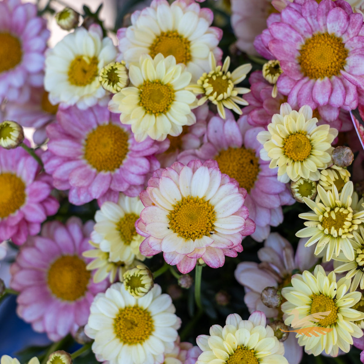Argyranthemum Angelic Sweets - 15cm Pot