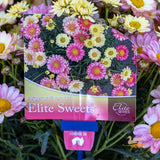 Argyranthemum Angelic Sweets - 15cm Pot