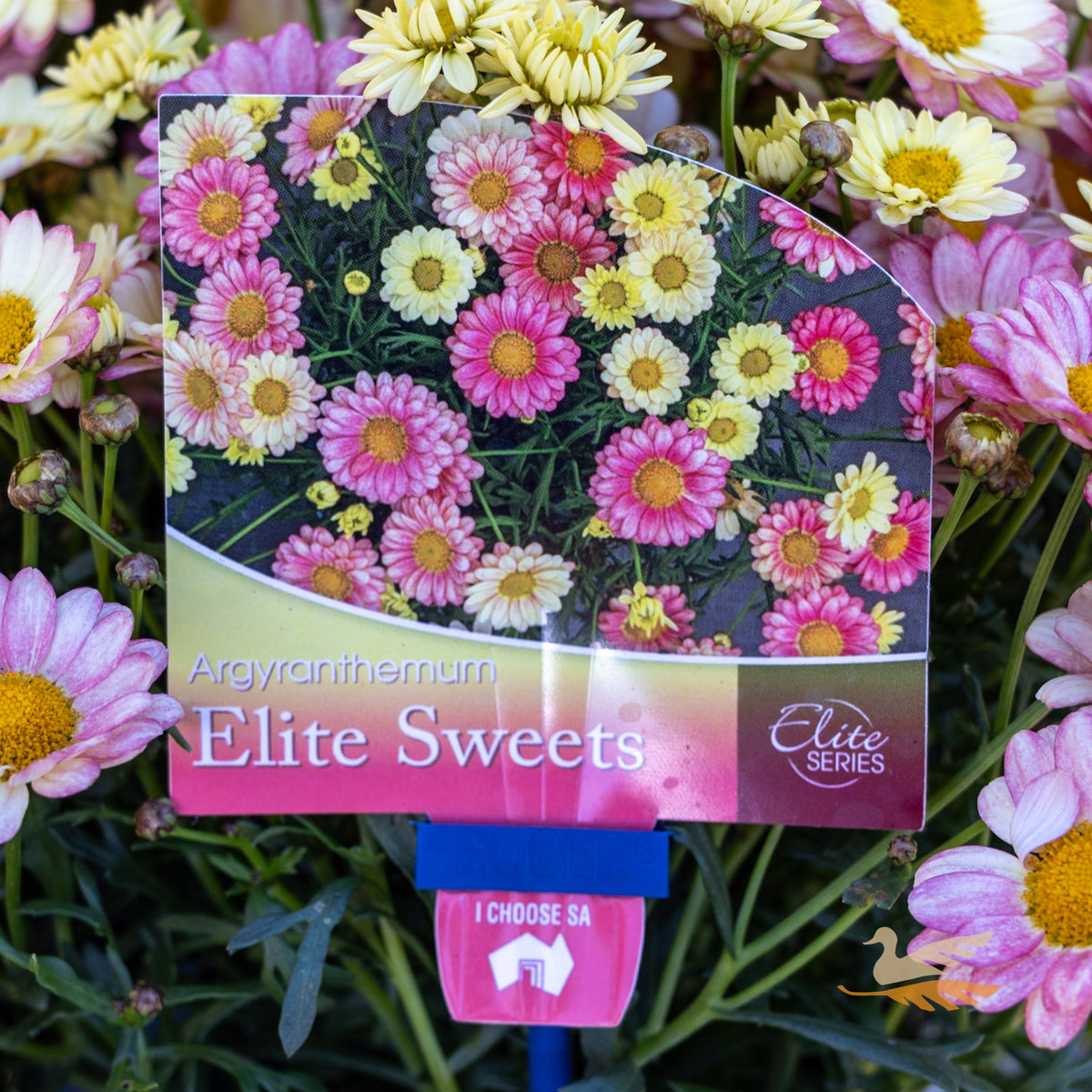 Argyranthemum Angelic Sweets - 15cm Pot