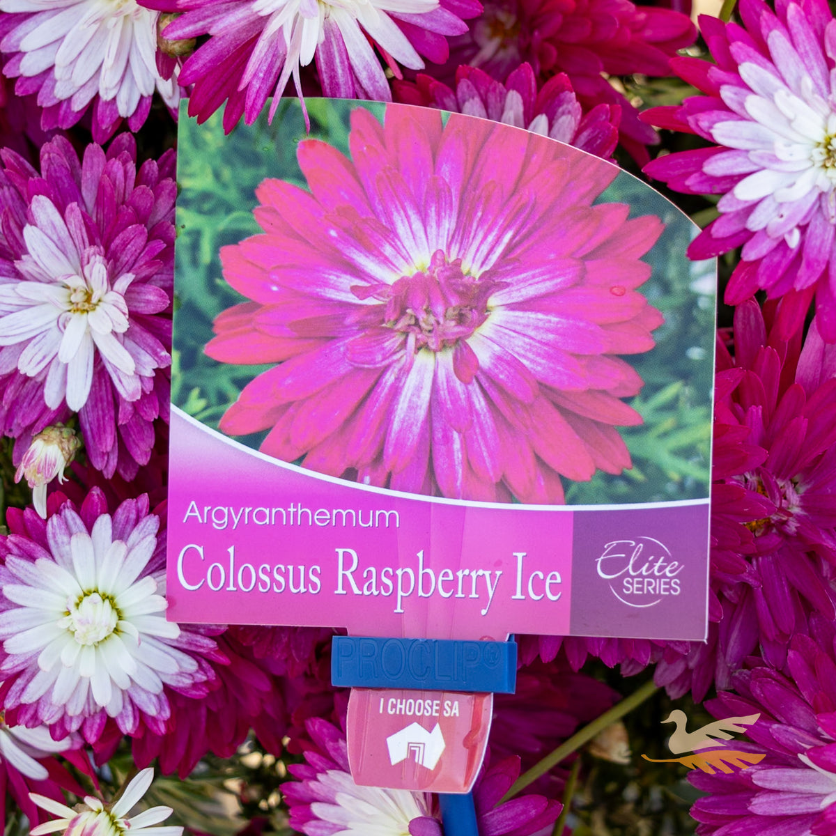 Argyranthemum Colossus Raspberry Ice - 15cm Pot