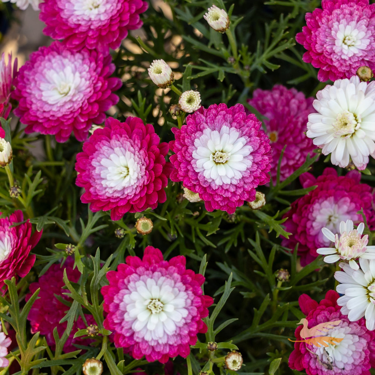 Argyranthemum Pink Posy - 15cm Pot