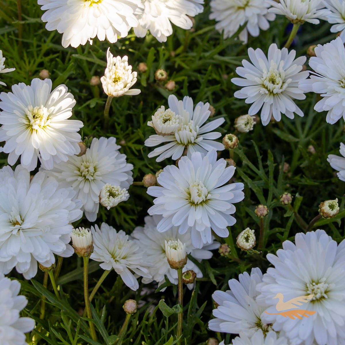 Argyranthemum Super Duper - 15cm Pot