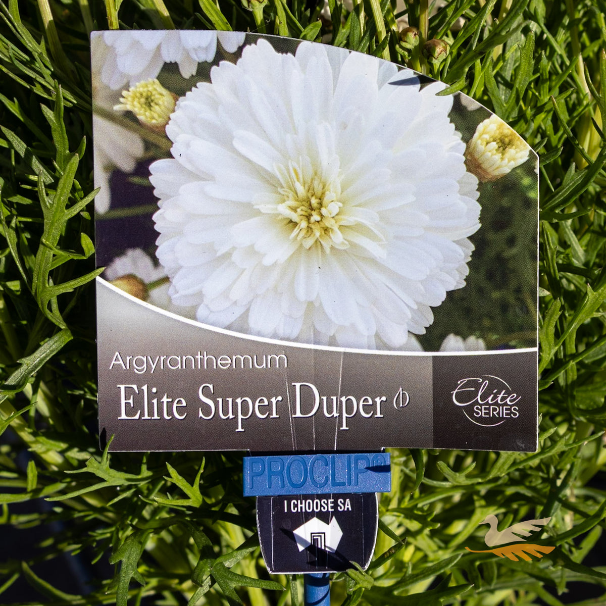 Argyranthemum Super Duper - 15cm Pot